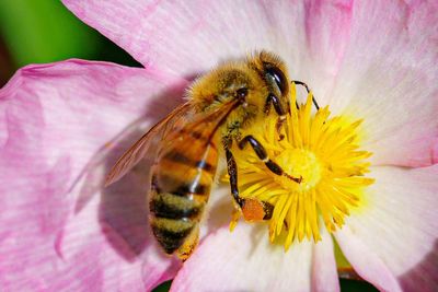 Ministers told bee-killing pesticide approval does not square with nature aims