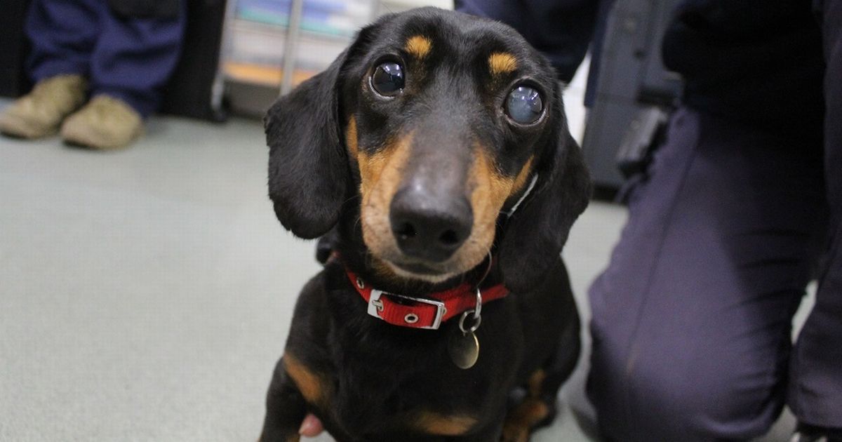 Oneeyed, toothless sausage dog needs new home after…