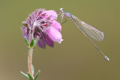 After miraculous comeback, damselfly in distress again