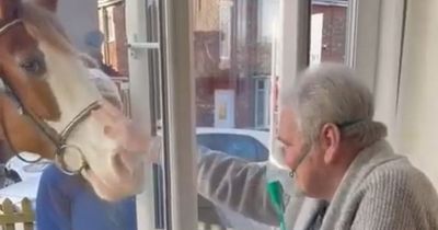 Housebound ex-serviceman enjoys special window visit from physiotherapist's horse