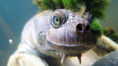 Cooler temperatures could influence endangered Mary River turtle nesting habits, experts say