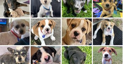 Train your dog not to jump on people