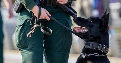 Campaign for minimum 5 year jail term for NI criminals who harm or kill service dogs