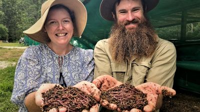 Sustainable worm farming business booming at Stony Creek, creating a perfect family lifestyle