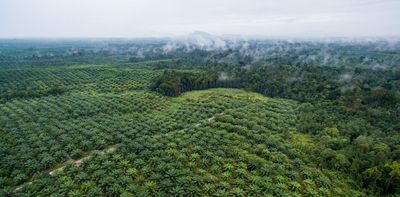 Major palm oil companies broke their promise on No Deforestation – recovery is needed