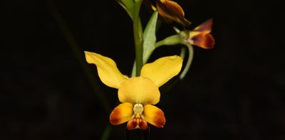 This strange donkey orchid uses UV light to trick bees into thinking it has food