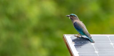 Win-win: how solar farms can double as havens for our wildlife