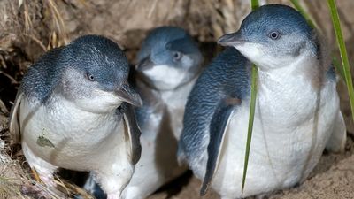 Researchers raise concerns after spike in little penguin deaths around Encounter Bay following SA flooding