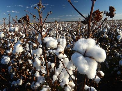 Cotton grower fined for taking water during drought