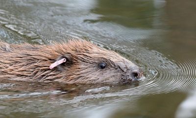 Somerset estate offers rare peek into life of beavers with launch of online tour