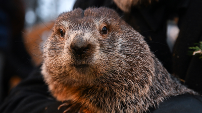 Punxsutawney Phil prepares to make Groundhog Day prediction