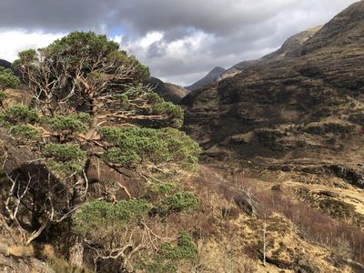 Caledonian pinewoods 'on knife edge' as charity calls for bold and urgent action