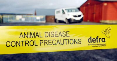 People to be tested for bird flu after virus jumps to mammals in UK