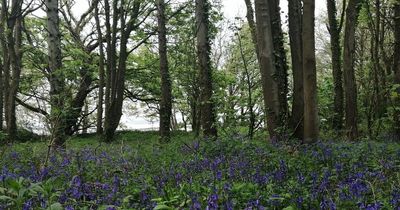 Campaigners halt plans to turn Welsh nature reserve into £100m holiday village