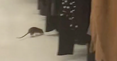 Scottish Asda shopper spots 'creepy' giant rat crawling around the clothes section