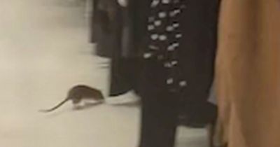 Asda shoppers 'horrified' after giant rat spotted scuttling around supermarket floor