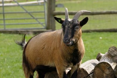 Mexico zoo director accused of killing four pygmy goats for Christmas party