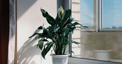 Seven plants that can help beat mould, according to experts