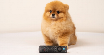 Where your lost remote is as survey finds most common and unusual hiding places