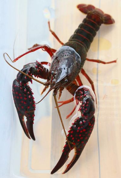 Current owners can keep invasive pets but release to be banned