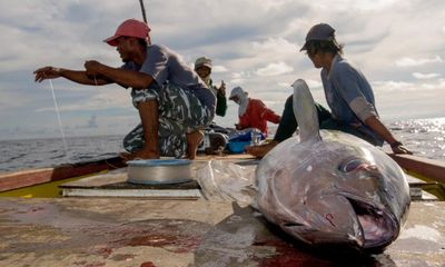 M&S joins calls for EU to restrict harmful tuna fishing methods in Indian Ocean