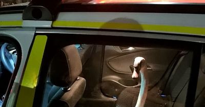 Police 'arrest' swan after car crash