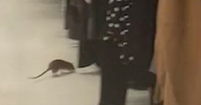 Disgusted Paisley shoppers catch huge rat roaming around Asda store