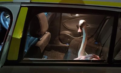 ‘Not your usual prisoner’: police pick up swan in Plymouth