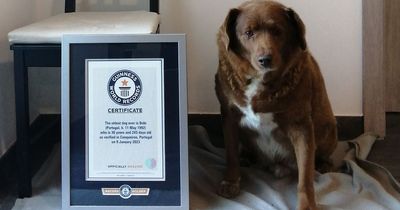 Bobi the farm dog breaks world record as oldest pooch to ever exist at 30 years old