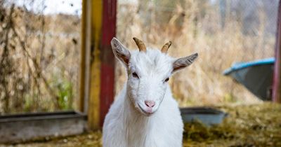 Zoo boss kills four goats before serving them up to eat at Christmas party