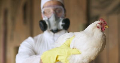 Bird flu spread to mammals but what risk does the virus pose to humans?