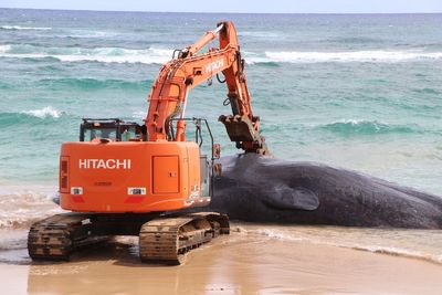 Hawaii whale dies with fishing nets, plastic bags in stomach