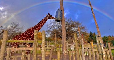Heartbreak as UK's oldest giraffe dies at Blair Drummond Safari age 24
