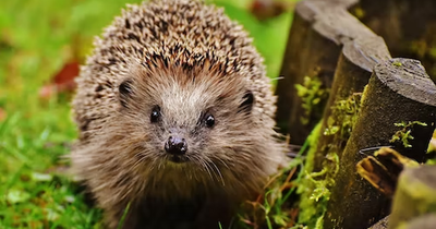 Falkirk residents urged to help create a 'hedgehog highway' in their gardens