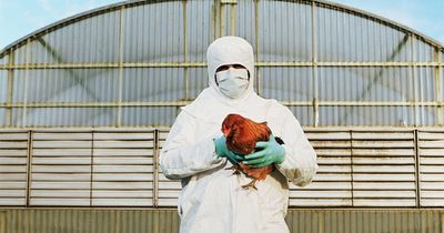 Avian flu spreading to mammals but what does that mean about the risk to humans?