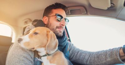 Pet owners driving with dogs facing £5,000 fine if they break the following rules