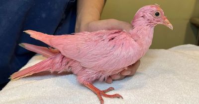 Pink pigeon found malnourished in park turns out to be part of gender reveal party