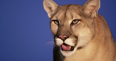 Heroic mum saves life of five-year-old boy attacked by mountain lion in rural California