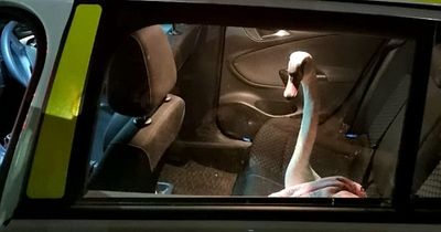 Police recreate Hot Fuzz by 'arresting' swan and taking it away in back of car'