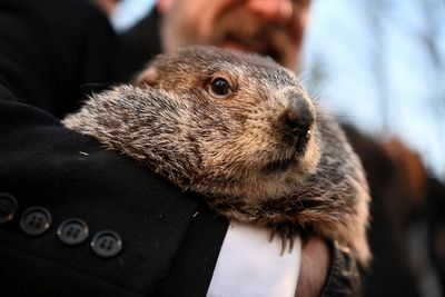 On Groundhog Day, Punxsutawney Phil predicts six more weeks of winter