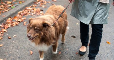 'My sister charged me £100 after she took my dog on a walk - so I kicked her out'