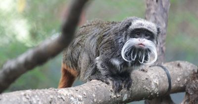 Monkeys missing from Dallas Zoo found in vacant home and safely returned