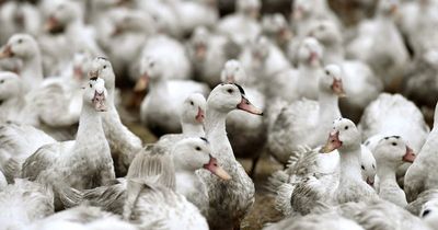 Bird flu testing to start for humans after reports of virus appearing in mammals