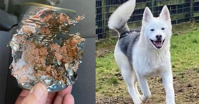 Life and death choice for struggling dog rescue as pup eats dog food and the tin can too