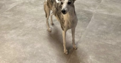 Edinburgh drivers get scare after dog caught running between cars on city bypass