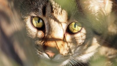 Calls to ban cats roaming Perth CBD to protect native fauna