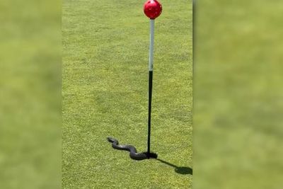 Watch: Golfer in Australia captures video of a red-bellied snake hanging out in a hole