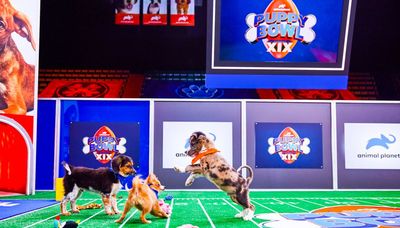 How to watch this year’s Puppy Bowl, and which Chicago shelter is part of the fun