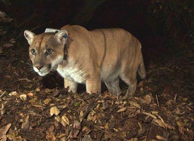 Roadkill rate for California cougars puts population at risk