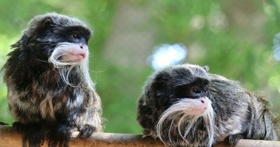 Zoo offers big reward after monkey business with animals having gone missing